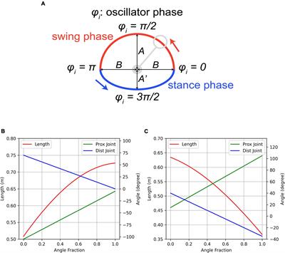 Producing non-steady-state gaits (starting, stopping, and turning) in a biologically realistic quadrupedal simulation